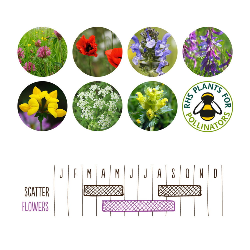 Hedgehog Mix | Tin of 20 Wildflower Seedballs | Gift Idea | Little Gift