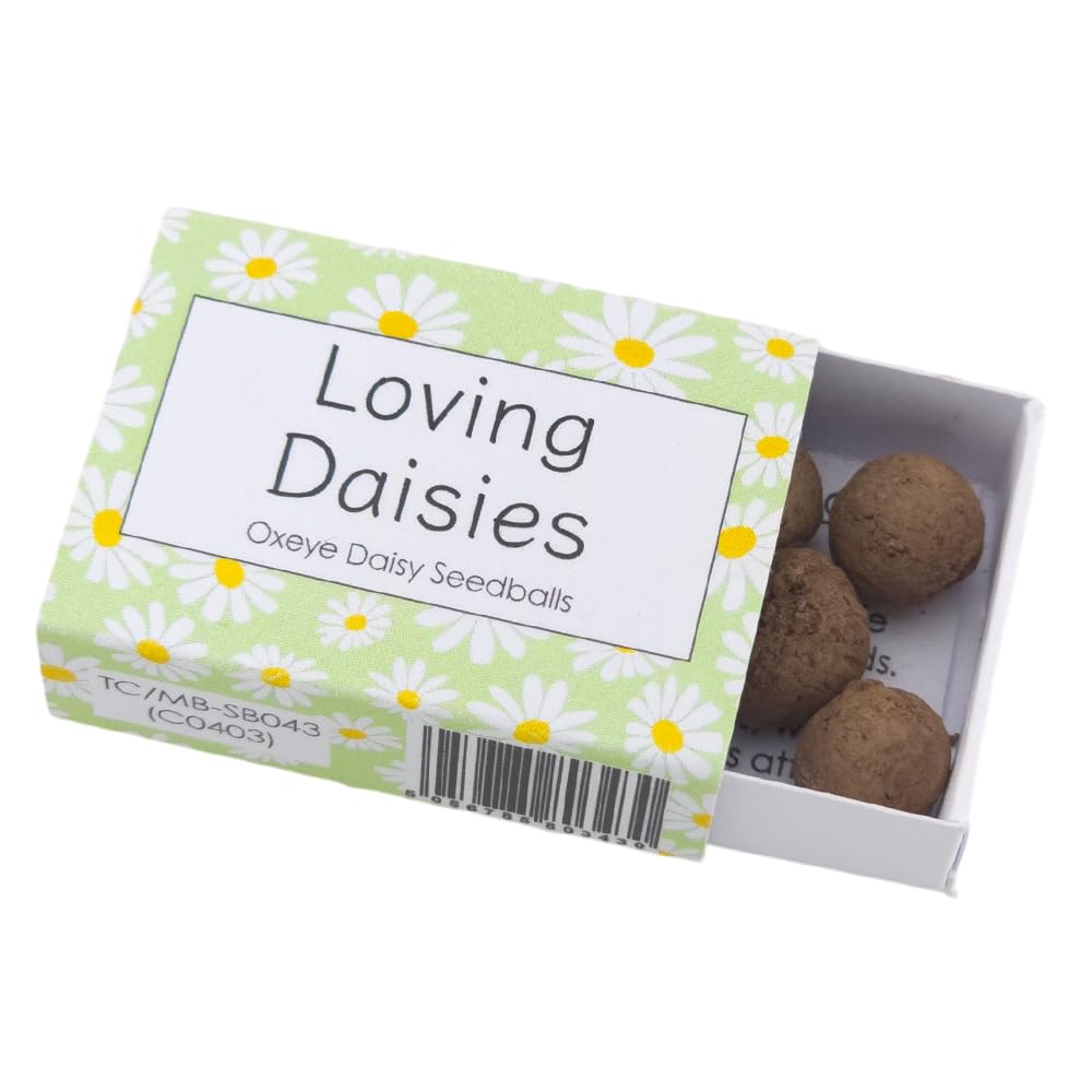 Green Daisy Design | 6 Seedball Box | Oxeye Daisy | Cracker Filler | Little Gift