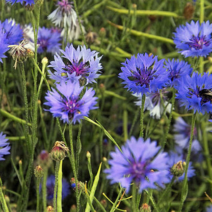 Cornflowers | Seed Bomb Matchbox | Cracker Filler | Mini Gift