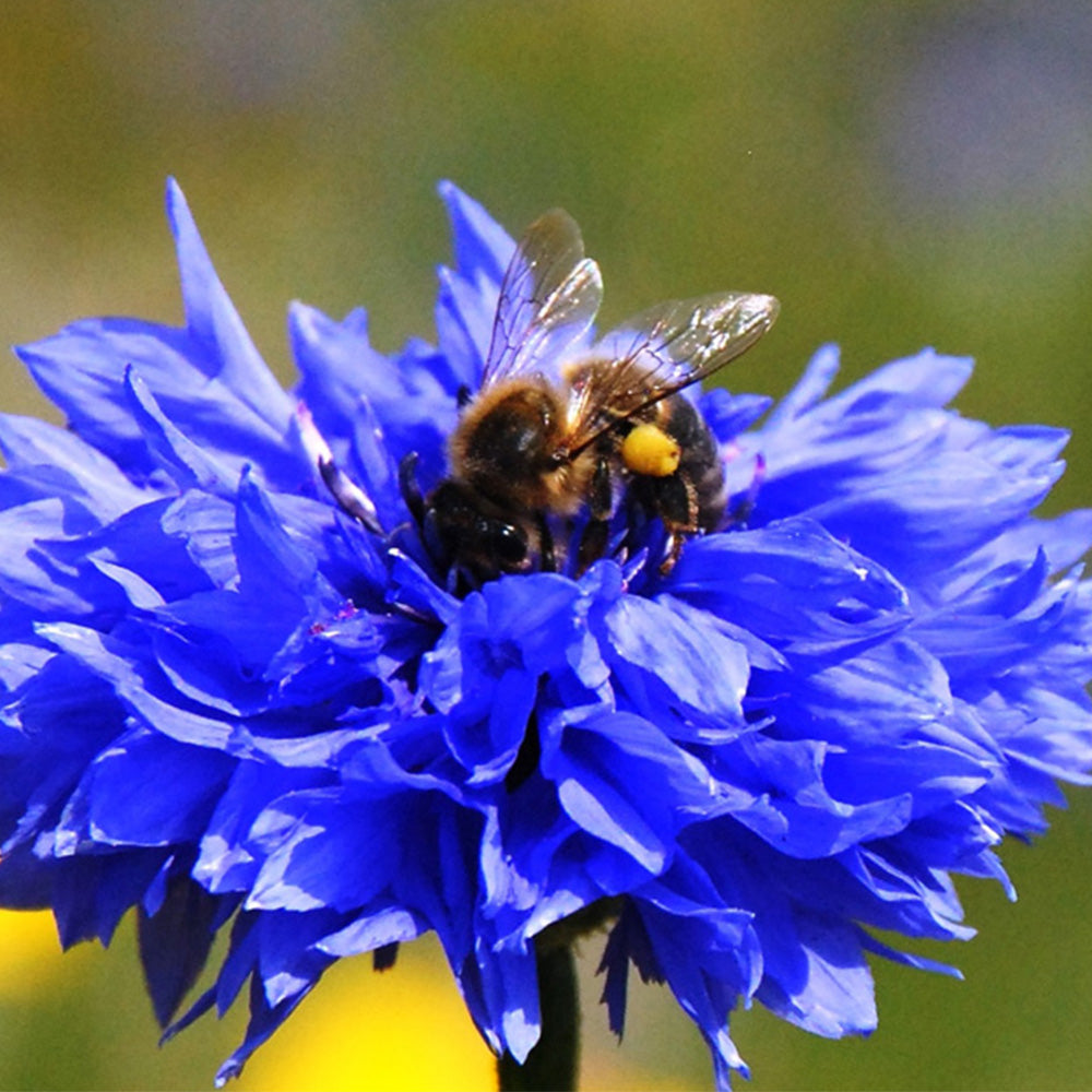 Cornflowers | Seed Bomb Matchbox | Cracker Filler | Mini Gift